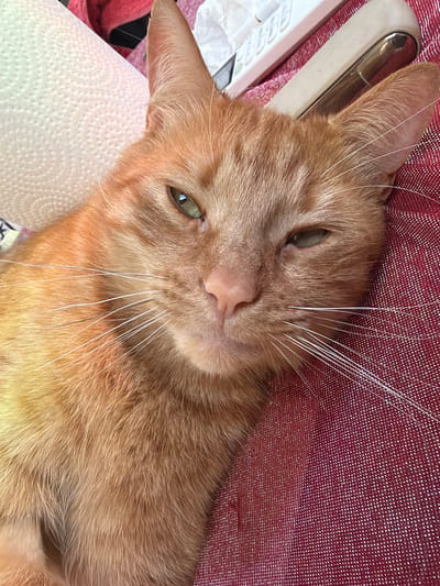 A close-up, high-angle shot shows an orange tabby cat lying on a textured red surface. The cat's fur is a mix of light and dark orange, with white whiskers fanning out from its muzzle. Its eyes are partially closed, with the left eye appearing more open than the right. A roll of white paper towels is visible to the left of the cat, and a beige object with a chrome handle, possibly a stapler, rests behind the cat's head. The red surface has a subtle shimmer and appears to be made of a woven fabric. The lighting is bright, casting a slight shadow on the cat's face. The location in Stryi, Ukraine is not discernible from the image.
