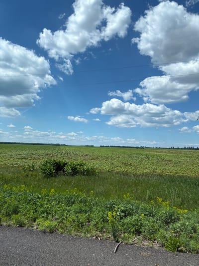 An image depicts a vast, flat agricultural field under a bright blue sky dotted with white, fluffy clouds. The field is predominantly covered in young green crops, appearing to be corn or a similar plant, arranged in neat rows. In the foreground, along the edge of an asphalt road, there is a strip of tall green grass interspersed with small yellow wildflowers. A few bare branches and dry leaves are scattered on the ground near the road. The horizon is marked by a line of trees, suggesting the edge of the agricultural area. Power lines are visible stretching across the upper portion of the image. The overall scene is one of rural expanse and agriculture in Ukraine, likely in the city of Revne.