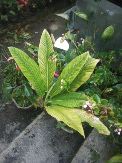 The image shows a plant with large, ribbed green leaves, located on a concrete step or ledge. The plant has several leaves that are elongated and pointed, with distinct parallel veining. To the right of the plant are some begonias with small pink flowers and green foliage. In the background, other potted plants are visible. The setting is an outdoor garden area in Tha Yet Gwa, Myanmar.