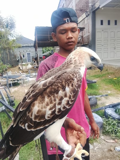 A young male, wearing a black baseball cap and a pink t-shirt with a graphic design, stands outdoors in what appears to be Kuta Trieng, Indonesia. He is holding a large bird of prey, likely an eagle, which is perched on his gloved hand. The bird has brown and white feathers and a dark eye. In the background, there are various structures, including buildings with corrugated roofs and a white building with a large door. There are also some discarded tires and debris in the yard. The scene suggests a rural or semi-rural setting.