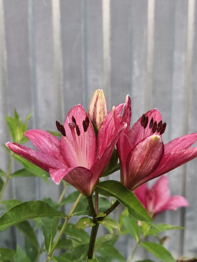 In Семилетка, Russia, a close-up photograph captures a cluster of pink lily flowers in bloom. The lilies, with their vibrant petals and dark anthers, are the central focus. One flower is fully open, revealing its intricate stamen, while another is partially unfurled, and a bud stands ready to open. Lush green leaves and stems surround the blossoms. In the background, a gray, corrugated metal fence provides a textured backdrop, its vertical lines creating a subtle pattern that contrasts with the organic shapes of the flowers. The lighting suggests it is daytime, with soft illumination highlighting the delicate details of the lilies.