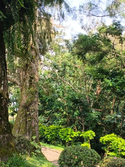 Lush greenery fills the frame, dominated by trees with textured bark, one draped with ferns. Sunlight filters through dense foliage, illuminating a winding path lined with trimmed bushes. The trees create a canopy, revealing glimpses of a bright sky. The scene evokes a serene, natural environment.