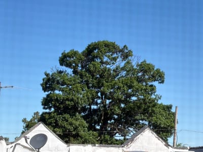 This media file depicts an outdoor scene under a clear blue sky, likely during the daytime. The focal point is a large, leafy green tree that dominates the upper portion of the frame. The tree has a full canopy with many branches extending outwards.

In the foreground, the tops of two white structures, presumably houses, are visible. They have angled, dark grey roofs and rough, textured white walls. On the left-hand house, a dark grey satellite dish is mounted, bearing the "dish" logo in white text. To the left of the dish, a simple television antenna is also visible, extending upwards. A wooden utility pole stands to the right of the tree, with wires connecting to the houses.

The scene suggests a residential setting in Philadelphia, United States of America. The bright sky and lush tree indicate fair weather, likely during a warm season. There are no people or specific activities depicted; the image is a still, observational shot of the environment. The overall mood is calm and ordinary.