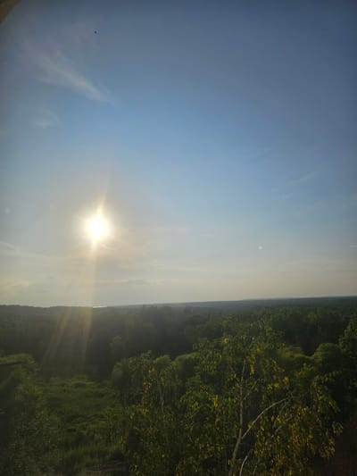 The image depicts a panoramic view of a dense forest landscape under a bright, clear sky. The sun is positioned in the upper left quadrant of the image, casting strong rays that create a lens flare effect and illuminate the scene with a warm, golden light. Wispy clouds are scattered across the sky, and a small bird is visible in the upper center. The forest stretches out to the horizon, with varying shades of green indicating different types of trees and vegetation. In the foreground, closer trees are more detailed, with some showing hints of yellowing leaves. The overall impression is one of a vast, natural expanse bathed in the late afternoon or early morning sun. The image is taken from an elevated vantage point, likely a hill or a tall structure, offering a sweeping view of the surrounding wilderness. There are no people or man-made structures clearly visible within the immediate landscape, suggesting a remote or undeveloped area. The natural environment is the sole focus of the image.