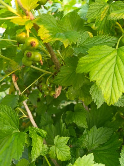 A close-up, eye-level shot shows a bush with green leaves and unripe berries. The foliage is lush and vibrant green, with some leaves exhibiting a yellowing or slightly mottled appearance, suggesting early stages of development or potential nutrient deficiencies. Several clusters of small, round, green berries are visible throughout the frame, some with dark tips where the flower was attached. A rough-barked branch runs vertically through the center of the image, supporting the leaves and berry clusters. The background is a soft blur of green, indicating the density of the plant and the focus on the foreground elements. There are no people or animals in the image. The scene is outdoors, likely in a garden or natural setting.