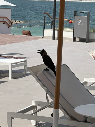 The image shows a black bird perched on a lounge chair near a body of water. The setting appears to be a resort or beach area, with lounge chairs and paved walkways. The water is a deep blue, and there are some rocks visible along the edge. In the background, there is a bin with a pictogram indicating it is for waste disposal. The lighting suggests it is daytime, and the weather appears to be clear. The bird is the central focus, with its beak open, and it is positioned on the cushioned seat of the chair. The image is captured from a slightly elevated angle, looking down at the bird and the surrounding area.