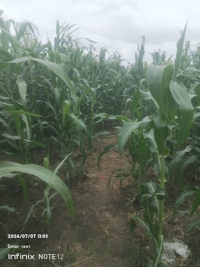 The image depicts a close-up view of a dense cornfield under an overcast sky, suggesting a cloudy or possibly rainy day. The corn stalks are tall and green, with broad leaves characteristic of a healthy crop. A narrow path, visible between the rows of corn, is covered with dry straw and soil, indicating a cultivated agricultural setting. The ground is dark and appears moist. In the foreground, the leaves of the corn plants are prominent, some showing minor damage or wear.
The scene is set in Kinkinau, Nigeria, as indicated by the text overlay. The text also shows a timestamp of "2026/07/07 13:03" and the device used to capture the image, "Infinix NOTE 12". The phrase "Enter text" is also visible, suggesting a placeholder or a prompt for user input. There are no people visible in the image. The overall mood is one of natural abundance and agricultural productivity, with the cloudy weather adding a slightly subdued tone to the scene. A small piece of white plastic is visible on the ground on the right side of the frame, an anomaly in the otherwise natural setting. The dense growth of the corn and the path suggest the crop is mature and ready for tending or harvest.