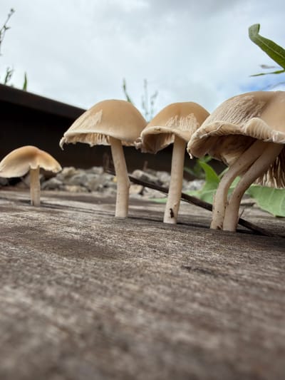 This is a low-angle, close-up, eye-level shot of four pale, beige mushrooms growing on a weathered, rough-textured surface that appears to be wood. The mushrooms are arranged in a line, with the closest one on the far left being the smallest and appearing more translucent. The other three mushrooms are larger, with more defined caps and visible gills underneath. The background is out of focus, showing a cloudy sky with some greenery and what looks like a dark, raised object, possibly a railing or edge of a structure. The overall impression is one of a natural, slightly damp environment. There are no people or animals visible in the image. The location is not specified.