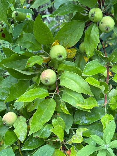 The image shows a close-up view of an apple tree branch laden with small, green apples and lush green leaves. Water droplets are visible on the leaves and some of the apples, suggesting recent rain. The apples are in various stages of development, with some being a pale green and others showing a slight blush of pink. The leaves are varied in size and shape, with some appearing smooth and others more textured. The overall impression is one of a healthy, fruit-bearing tree in a natural environment. The specific location in Подолино Ст, Russia is not discernible from the image itself.