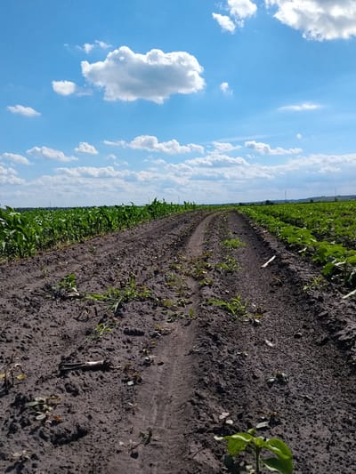 In Matyashivka, Ukraine, an outdoor scene captured from a low angle depicts a dirt road curving through a field under a bright blue sky dotted with white cumulus clouds. The road is flanked by rows of cultivated crops. On the left, a field of green corn stalks stretches into the distance. On the right, another field displays smaller, broader-leafed plants, possibly sunflowers, also extending towards the horizon. The soil appears dark and tilled, with some sparse weeds growing along the edges of the road and between the plants. In the far distance, a faint treeline is visible, with a few utility poles interspersed along the landscape. The overall impression is one of agricultural activity on a clear, sunny day.