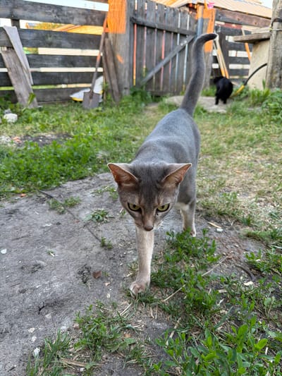 A grey cat with a long, curved tail is walking forward on a dirt path in a rural backyard. The cat is facing the camera, with its head tilted down. Behind the cat, a black cat is visible in the background, walking away from the camera. The yard is overgrown with green grass and weeds, and there is a wooden fence in the background. A shovel is leaning against the fence. The scene appears to be in the village of Petryaksa, Russia, based on the user's prompt.