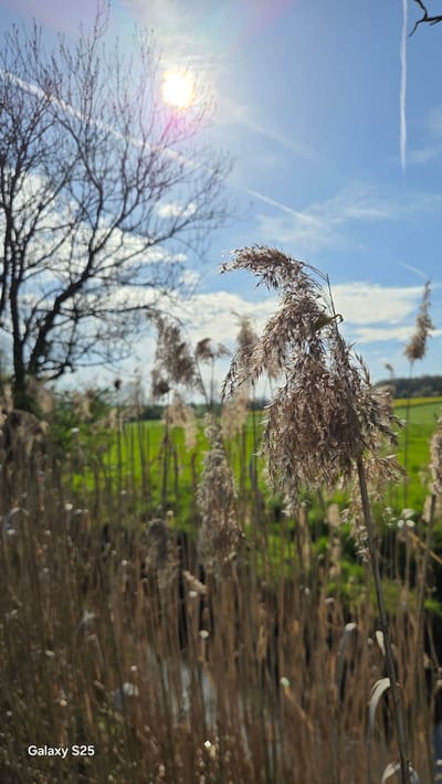 The image shows a close-up view of tall grasses and reeds, likely near a body of water, as the setting is Ottonville, France, in a possibly rural or semi-rural location. The foreground is dominated by dry, brown stalks of grass and reeds, some with feathery seed heads. Behind the grasses, a field of green vegetation is visible. A bare tree with intricate branches is present on the left side of the frame, silhouetted against a bright blue sky with scattered white clouds and contrails. The sun is visible in the top-left corner, creating a lens flare effect. No people, specific objects, actions, or interactions are clearly depicted.