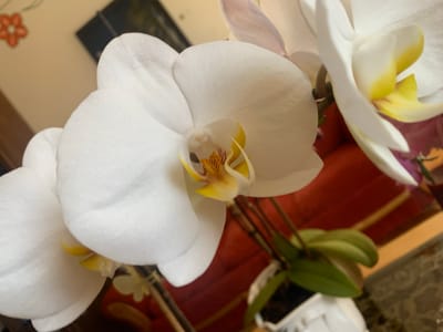 The image is a close-up, eye-level shot of a white orchid plant with yellow accents. The orchid's petals are delicate and layered, with visible veins and a slightly fuzzy texture. The center of the flower features intricate yellow and red markings. Several green leaves are visible at the base of the plant, and the orchid is potted in a white container. In the background, a blurred red surface, possibly a couch or chair, is visible, along with a hint of a wall with a decorative orange flower motif. The lighting is soft, casting subtle shadows on the petals. The image does not contain any recognizable landmarks or features that would indicate its location in Gargždai, Lithuania, or any other specific city.