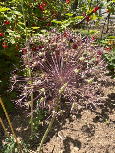 The image depicts a close-up view of a single, large, spiky purple flower head with small green buds, possibly a variety of Allium, dominating the foreground. The flower head is supported by thin, pale green stems and sits on dry, brown soil. Behind the flower, a dense bush with bright red berries and green leaves is visible, suggesting a garden setting. The lighting indicates it is daytime, casting shadows on the ground. The location is specified as Davydovka, Ukraine. There are no people or animals in the image, and no specific actions are occurring. The scene is static, focusing on the botanical elements.