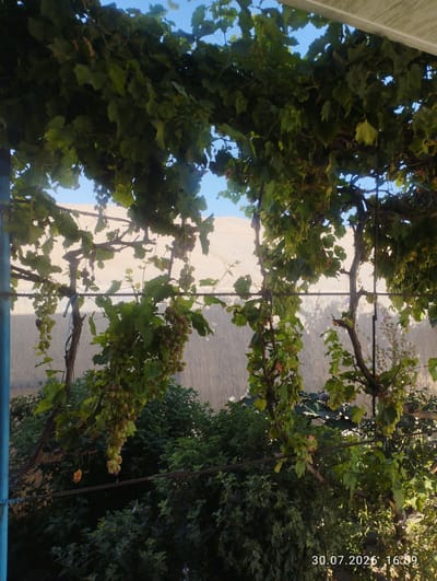 The image shows a close-up of grapevines with clusters of green and reddish-purple grapes hanging from them. The vines are supported by a rustic trellis system, including metal poles and wires, creating a canopy over an outdoor area. In the background, there is a textured wall, possibly stucco or concrete, with a sandy-colored hill or structure visible beyond it under a clear blue sky. Lush green foliage and some dried leaves are present among the grapes. A timestamp in the bottom right corner indicates the date and time as "30.07.2026 16:59". The scene appears to be an outdoor garden or vineyard in a location that could be Quyosh, Uzbekistan, given the architectural style and vegetation. There are no people or animals visible in the image.