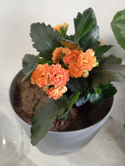 The image shows a close-up view of a potted plant with vibrant orange flowers and dark green leaves. The plant is in a light gray pot filled with soil. The background is a plain, light-colored wall. The lighting is soft, suggesting an indoor setting. No people are visible in the image. There is no information about the city of Novodesyatnikovo, Russia present in the image.