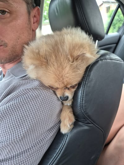 In this image, a light brown Pomeranian dog is sleeping on a person's shoulder in the passenger seat of a car. The dog's head is resting on the person's shoulder and neck, with its eyes closed and its face turned away from the camera. The dog's fur is fluffy and light brown, and its nose is black.
The person appears to be a man with short brown hair and stubble. He is wearing a grey t-shirt with a textured pattern. Only the side of his face and his ear are visible in the frame.
The background shows the interior of a car, with a black leather seat and headrest. Through the car window, blurred greenery and a house can be seen, suggesting the car is in motion or parked outdoors. The lighting suggests it could be daytime. The overall mood is peaceful and intimate, capturing a moment of comfort between the dog and its owner. The setting is a car, likely on a journey. There is no visible text in the image. The location is Veselinovo, Bulgaria.