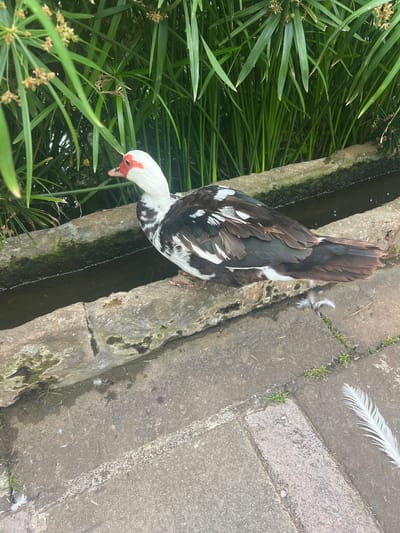 A Muscovy duck with black, white, and brown plumage and a white head with red facial caruncles is shown in a vertical, top-down view. The duck is positioned next to a narrow, rectangular water channel that appears to be made of concrete with mossy edges. Tall, green, grass-like plants with small flower clusters are abundant on the left side of the image, partially obscuring the water channel. The right side of the image shows a paved area made of rectangular concrete slabs, with sparse green grass growing in the cracks between them. Several white feathers are scattered on the paved surface, one of which is prominently featured in the upper right quadrant. The scene suggests an outdoor environment, possibly a park or garden. The lighting indicates it is daytime, with soft shadows. There is no visible text in the image.