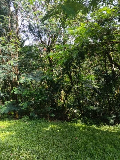 A dense forest scene is captured in bright daylight. Lush green foliage dominates the view, with various trees and plants intertwining. The ground is covered in a carpet of green grass and low-lying vegetation. Sunlight filters through the canopy, creating dappled shadows on the forest floor. The overall impression is one of a vibrant, thriving natural environment.