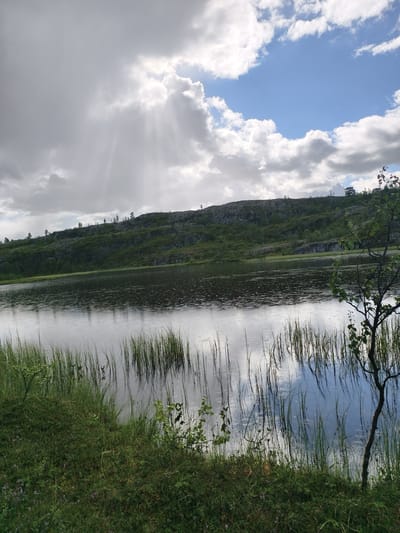 The image shows a serene natural landscape near Nyby, Norway. A calm body of water, likely a lake, occupies the middle ground, reflecting the sky and the surrounding vegetation. Tall, green reeds grow along the water's edge in the foreground, interspersed with patches of grass and small, leafy plants. In the background, a gently sloping hill is covered in a mix of greenery and rocky outcrops, dotted with sparse trees. The sky is a dramatic blend of dark, heavy clouds and bright patches of blue, with sunbeams piercing through the clouds, creating a striking visual effect. A single, slender tree with sparse leaves stands on the right side of the frame, its trunk dark and textured. The overall scene is one of natural beauty and tranquility, with the interplay of light and shadow adding depth and atmosphere. There are no people or discernible actions visible in the image.