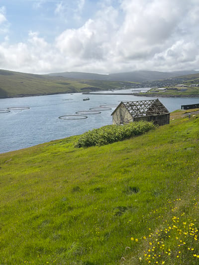 The image shows a coastal scene with a body of water, hills, and a partially dilapidated building. In the foreground, a grassy hillside slopes downwards towards the water. The grass is a vibrant green and dotted with small yellow wildflowers. A cluster of green bushes is situated on the hillside, slightly to the left of the center.
Dominating the middle ground is a wooden building that appears to be in a state of disrepair. The roof is missing, exposing the wooden rafters in a geometric pattern. The walls are weathered, and some siding is missing. The building is situated on the grassy slope overlooking the water.
The body of water in the background is calm and appears to be a bay or fjord. There are several circular structures in the water, which are likely fish farm cages. A dark-colored boat is visible on the water, positioned to the right of the cages. Further in the background, hills form the horizon, with a small village or settlement visible on the far shore. The sky is partly cloudy with a mix of blue sky and white clouds.
The scene appears to be in Sandavágur, Faroe Islands, given the characteristic landscape of rolling green hills, fjords, and the presence of fish farming operations. The overall impression is one of a rugged, natural environment with signs of human activity and structures. No people are visible in the image.