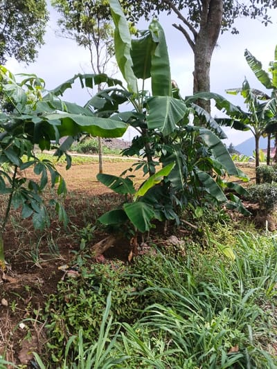 Lush greenery fills the landscape. Banana trees with large leaves stand prominently, intertwined with cassava plants. Tall trees frame the scene, set against a backdrop of distant hills under a cloudy sky. The ground is covered in soil, grass, and diverse vegetation. A building is seen in the distance.