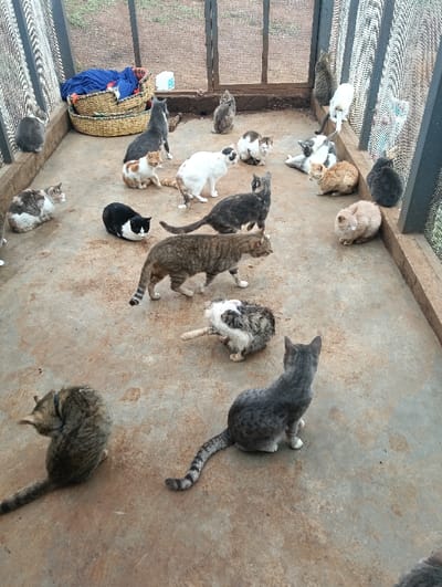 The image displays approximately 20-25 domestic cats occupying a semi-enclosed space at an unspecified location in Limuru East ward, Kenya. The enclosure has a mottled, brownish-gray concrete or compacted dirt floor. The walls are constructed from dark-framed sections with mesh or wire fencing, through which a green, possibly vegetated, outdoor area is visible in the background. Along the rear wall, two woven baskets, one larger nested into another, contain blue fabric. A small, light-colored object is also present near the baskets. The cats exhibit diverse fur patterns and colors, including various tabby shades (brown, gray, black), solid gray, solid black, black and white, white, orange and white, and cream. Many cats are in resting postures, either lying down or curled up. Others are sitting upright, observing their surroundings in different directions. A few cats are standing or in motion. Notably, one white cat is seen standing on its hind legs against the right mesh wall. The cats are distributed across the enclosure, not engaged in direct interaction, and the overall scene appears calm. No human presence is observed.