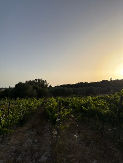The image depicts a vineyard at sunset in Montuïri, Spain. Rows of grapevines, lush with green leaves, stretch into the distance. The ground is dry and arid, with sparse vegetation and scattered white wildflowers. In the background, a dense cluster of trees, primarily olive trees, forms a dark line against the horizon. The sky transitions from a pale blue at the top to a warm yellow and orange hue near the setting sun, which is a bright, almost blown-out disc on the right side of the frame. The overall impression is one of natural beauty and tranquility. There are no people visible in the image.