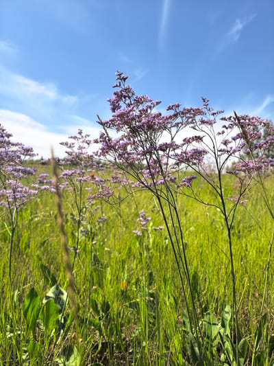 This image shows a field of wildflowers with purple blooms and green grass under a bright blue sky with wispy clouds. The scene appears to be a natural landscape, likely in the Пригородный ауылдық округі, Kazakhstan, given the context. There are no people or animals visible. The focus is on the delicate purple flowers and the lush green vegetation, suggesting a pleasant, sunny day in a rural or natural setting.