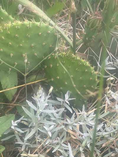 This is a close-up, eye-level photograph of prickly pear cactus pads in a natural outdoor environment, likely in Novyi Tahamlyk, Ukraine, given the context provided. The cactus pads are a vibrant green, with numerous small, brown spines and glochids visible across their surfaces. Some pads appear to be developing new growth or buds, particularly one in the upper right portion of the frame which is small and tightly clustered with spiky protrusions. Several thin, light-colored leaves of a low-growing plant are in the foreground, creating a contrast in texture and color with the cactus. The background is a blur of green foliage, dry grass, and earth, suggesting a somewhat wild or uncultivated area. The lighting appears natural and diffused, indicating it might be a cloudy day or the image was taken in shade. There are no people or animals visible in the scene.