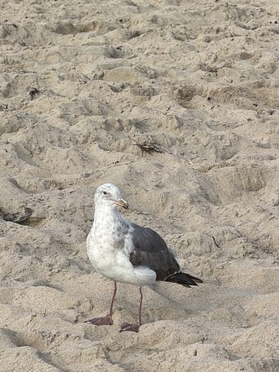 A seagull stands on a sandy beach in Laguna Beach, California, USA. The bird is facing to the right, with its head turned slightly towards the camera. Its plumage is predominantly white and gray, with dark gray wings and tail feathers. The seagull's legs are thin and pinkish-gray, with webbed feet.
The beach is covered in coarse, light-colored sand, with visible texture and patterns formed by wind or water. Small pieces of dried seaweed and debris are scattered across the sand. The lighting suggests it is daytime, with the sun casting subtle shadows on the sand. The background is entirely composed of the sandy beach, with no other objects or structures clearly visible. The image is taken from a slightly low angle, emphasizing the seagull's presence on the beach.