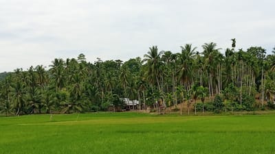 The image depicts a lush, green rice paddy field in the foreground, stretching towards a dense tropical forest populated with numerous palm trees and other verdant foliage. In the middle ground, nestled within the trees, are several small structures, likely houses or farm buildings, some with corrugated metal roofs. The overall scene conveys a rural, agricultural landscape characteristic of Cotaneukbatee, Indonesia. The sky is overcast with light gray clouds. There are no people or animals visible in the image.