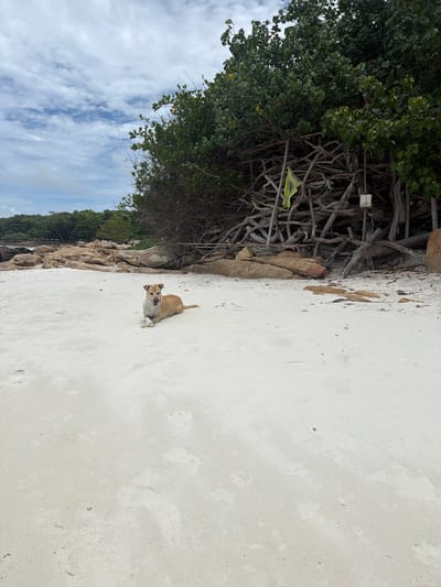A tan and white dog is lying on a sandy beach. The dog is facing forward and looking at the camera. The beach is white and there are some rocks and trees in the background. The sky is blue and cloudy. The image is taken from a slightly elevated angle.