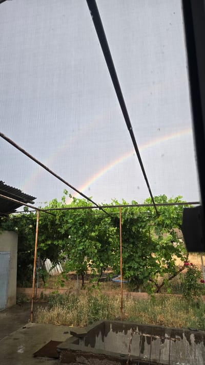 The image depicts an outdoor scene with a prominent rainbow in the sky, seen through a mesh screen. The rainbow appears as a faint arc of colors against a bright, overcast sky. In the foreground, a dark, slanted pole runs across the frame, obscuring part of the view. To the right, a lush green vineyard with grapevines is visible, supported by rusty metal poles. Beyond the vineyard, dry, yellowed grass and some other vegetation can be seen. On the far right, a concrete structure, possibly a foundation or wall, with some metal rebar is present. The scene suggests it might be after a rain shower, given the presence of the rainbow and the slightly damp appearance of the concrete. The overall lighting indicates it is daytime. The image seems to be taken from a sheltered location, possibly a porch or veranda, looking out onto the vineyard and the sky. No people are visible. The weather appears to be cloudy with a chance of rain or recent rain, as indicated by the rainbow. The location cues point to a rural or semi-rural setting with agricultural activity.