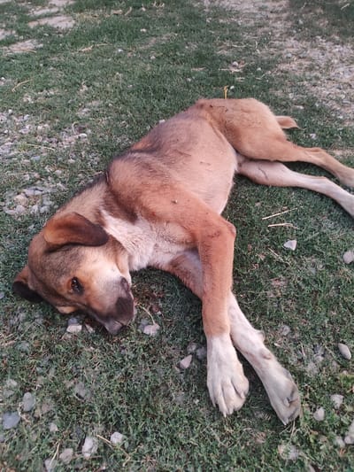 A medium-sized dog with light brown and white fur lies on its side in a patch of grass mixed with small stones and dirt. The dog appears to be resting or sleeping. Its head is turned to the left, with its eyes partially closed. The dog's body is stretched out, with its legs extended. The grass is green and short, with some dry blades scattered throughout. The stones are gray and vary in size. The scene appears to be outdoors, possibly in a rural area, given the natural elements. The lighting suggests it could be daytime, perhaps late afternoon or early morning, as there are soft shadows. No people are visible in the frame. There is no visible text.