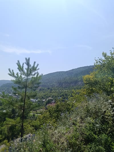 The image depicts a scenic overlook in Solnechnaya Polyana, Russia. A young pine tree stands prominently in the foreground, its branches reaching towards the bright, clear sky. Behind the tree, a hillside covered in lush green foliage slopes downwards, dotted with houses that form a small village. The distant mountains are shrouded in a light haze, indicating the expansive natural landscape surrounding the settlement. The foreground is a dense undergrowth of various plants, including wildflowers with small purple blossoms and tall grasses. A road is visible winding through the village, disappearing into the greenery. The overall impression is one of a peaceful, rural setting under a sunny, cloudless day.