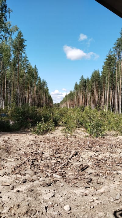 The image depicts a sunlit, outdoor scene in Vikshezero, Russia. The foreground is a rough dirt path littered with broken branches and debris, indicative of logging or recent clearing. Flanking this path are dense rows of tall, slender pine trees that recede into the distance, forming a natural corridor. A thick undergrowth of green bushes and smaller trees lines the edges of the path and the base of the larger trees. The sky above is a clear, bright blue with a few scattered white clouds, suggesting fair weather. The perspective is low, as if taken from ground level, looking down the length of the cleared path into the forest. There are no people or animals visible in the image.