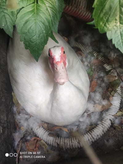 A white duck is nestled in a nest made of feathers, leaves, and twigs. The duck is curled up, with its head tucked into its body. Its beak is pink and fleshy, with some red markings around its eyes. Green leaves are visible in the foreground, framing the duck and its nest. A white, ribbed plastic tube is coiled around the nest, partially obscured by leaves and feathers. The scene appears to be outdoors, in a natural setting, possibly a garden or a wooded area. The lighting suggests it is daytime, with soft shadows. The overall impression is one of peace and quiet, as the duck appears to be resting or brooding.
Text overlay: "SHOT ON MI 9T AI TRIPLE CAMERA"