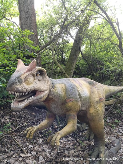 The image depicts a life-size, inanimate dinosaur model standing amidst a wooded area. The dinosaur is tan and green, with two prominent horns above its eyes and a mouth open, revealing rows of teeth. The surrounding environment is a forest setting, with trees, branches, and fallen leaves littering the ground. At the bottom of the image, it says "Hradec Králové | 8 май 2026 г. в 16:43 ч.". While the image says the location is Hradec Králové, the model is most likely in Chlumec nad Cidlinou, Czechia since that is where the Dinosaur Park Chlumec nad Cidlinou is located.