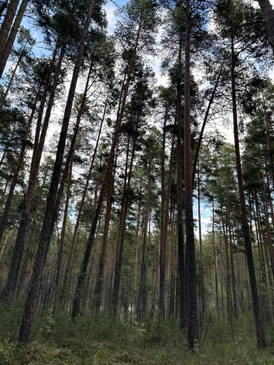This image shows a forest scene in Dom Otdykha Zolotoy Plyazh, Russia. The viewpoint is looking upwards through tall, slender trees that stretch towards the sky, creating a linear perspective. The tree trunks are mostly straight and appear to be densely packed. Some branches extend out from the trunks with green foliage. Gaps between the trees allow glimpses of a cloudy, light-blue sky. The ground is obscured by foliage. The overall impression is of a dense, natural environment.