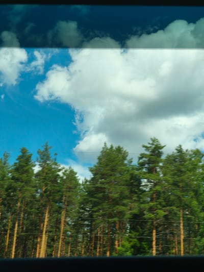 The image depicts a view through a window, likely from a moving vehicle, showing a dense forest of pine trees against a bright blue sky with scattered white clouds. The trees are tall and appear to be in a line, with their trunks visible as vertical elements. The foliage is a rich green. Horizontal lines, possibly power lines or wires, are visible across the scene, spanning between the trees. The bottom of the image is obscured by a dark, blurred area, suggesting the edge of the window frame or the interior of the vehicle. The overall impression is one of a journey through a natural landscape. The location is identified as Pokrovskoye, Russia, which is consistent with a view of a pine forest.