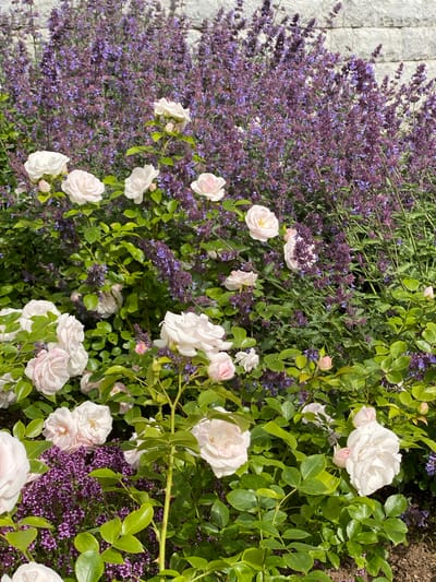 This is a close-up, eye-level, outdoor photograph of a flower bed featuring pale pink and white roses interspersed with purple catmint flowers. The roses are in various stages of bloom, with some fully open and others still in bud. The catmint forms a dense, colorful backdrop behind the roses. The lighting suggests it is daytime, with sunlight illuminating the scene. The background consists of a textured grey stone wall. The photograph appears to be taken in a garden setting, possibly in the city of Sortavala, Russia, though no specific landmarks are visible. There are no people or animals present in the image.