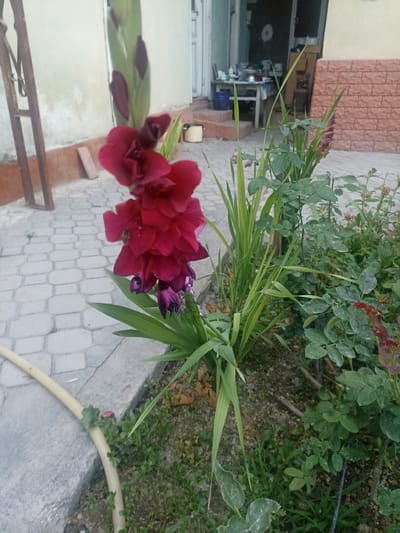This is a medium shot, eye-level, outdoor photograph taken in Chust, Uzbekistan. The primary subject is a tall, deep red gladiolus flower, in full bloom and showing some wilting on the lower petals. The flower stalk has several dark purple buds emerging from the top. To the right of the gladiolus, a rose bush with green leaves and some small red buds is visible. The flowerbed is surrounded by a light gray paved walkway. Behind the flowerbed, a light green wall with a reddish-brown brick accent can be seen. The background shows a glimpse of an open doorway leading into a dimly lit interior, with furniture and items visible on a table. A light yellow hose lies on the ground in the foreground, curving along the edge of the paved area. The lighting suggests it is daytime, likely late afternoon or early evening, given the soft light and shadows. There is no visible text. The overall scene depicts a residential garden or courtyard setting in Chust, Uzbekistan.