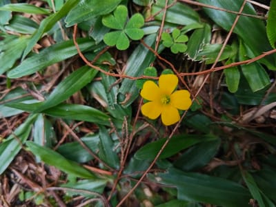 A close-up view captures a bright yellow flower with five petals, nestled among vibrant green foliage. The surrounding greenery includes broad, pointed leaves and clover-shaped leaves. Brown pine needles and thin, wiry stems weave through the scene, adding texture to the ground cover. The composition creates a natural, close-to-the-earth perspective of a small patch of vegetation.