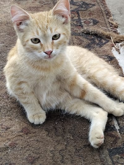 A light-colored, ginger tabby kitten with green eyes is lying on its back on a brown, textured rug. The kitten's paws are extended and it appears to be relaxed. Its fur is short and soft, with faint tabby markings visible on its head and body. The rug has a woven pattern with darker brown and black threads interspersed with lighter brown fibers. There are some loose threads and debris on the rug, suggesting an outdoor or slightly unkempt setting. The kitten's gaze is directed upwards, towards the viewer. The lighting suggests it is daytime, and there are no obvious weather cues. The image has a shallow depth of field, with the kitten in sharp focus and the background slightly blurred. The overall impression is one of a domestic scene with a young animal at rest.