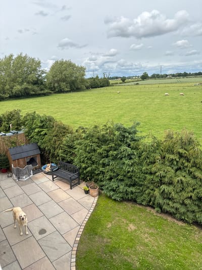 The image shows a view from a patio in a backyard. There is a dog, a bench, and a small wooden dog house on the patio. The patio is made of stone tiles and is bordered by a green lawn. A tall hedge of evergreen trees separates the patio from a large, grassy field. There are four white sheep in the field, grazing. The field is bordered by trees in the distance. The sky is partly cloudy. The image was taken in Newton upon Derwent, United Kingdom, at the coordinates 53.939, -0.906.
