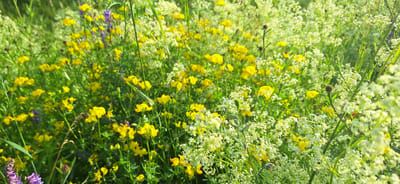 This is a close-up, horizontal, eye-level shot of a field of wildflowers. The dominant colors are yellow from buttercups, white from tiny clustered flowers, and green from the foliage. There are also hints of purple from wildflowers scattered throughout. The flowers are densely packed, creating a soft, blurred background in some areas and more defined textures in others. The lighting suggests it is daytime, with a soft, diffused light. The image appears to be taken in a natural, uncultivated outdoor environment, typical of a meadow or field. There are no people, animals, or man-made structures visible. The location is not specified to be in Upper Tantallon, Canada, or any other specific city.