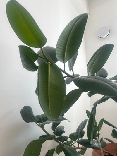 This media file shows an indoor scene featuring a large rubber plant with dark green, glossy leaves. The plant's branches and leaves are viewed from a low angle, looking upwards towards a plain white ceiling. A round, white smoke detector is mounted on the ceiling in the upper left portion of the image. The background is a simple white wall, providing a clean and uncluttered setting. The lighting suggests it is daytime, likely indoors with artificial light or natural light filtered through a window. There are no people visible, and the focus is entirely on the plant and its immediate surroundings. The overall impression is one of a well-maintained indoor environment. No text is visible in the image. The location context provided, Markova, Russia, offers a geographical detail but is not visually evident within the image itself.