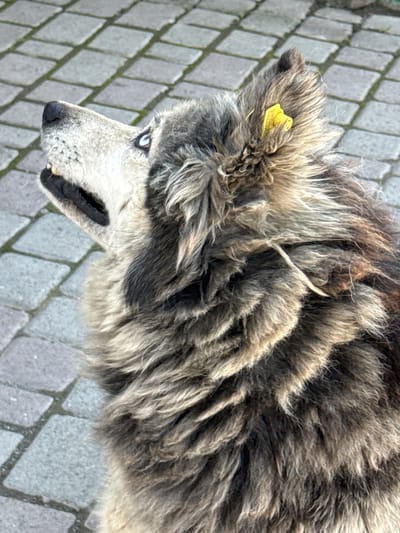 A close-up, overhead shot shows the head and neck of a shaggy, grey and tan dog with bright blue eyes. The dog is looking upwards and to the left with its mouth slightly open, revealing its teeth and dark gums. A small yellow tag is attached to its right ear. The dog's fur is thick and appears somewhat matted in places. The background is a textured grey cobblestone pavement, possibly in a public area or street. The scene is outdoors. The dog's fur is layered and appears thick and coarse. The paving stones are laid in a uniform pattern. The lighting suggests it is daytime, possibly overcast.