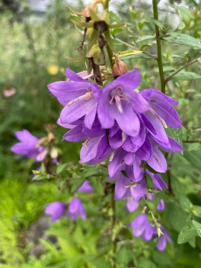 A close-up, eye-level shot focuses on a cluster of bell-shaped purple flowers, possibly campanula, in full bloom. The flowers are a vibrant purple and are arranged in a cascading manner down a stem. The petals are delicate and appear slightly wet, suggesting recent rain or dew. Some of the flowers are in sharp focus, revealing intricate details of their stamens and pistils, while others are softly blurred in the foreground and background, creating a shallow depth of field.
The background is a lush, green environment, with blurred foliage and hints of other plants, including what appears to be a pink flower and a yellow element in the distance. The overall impression is that of a natural garden setting.
The image was taken in Somerville, Massachusetts, United States of America. The specific location within Somerville is not detailed beyond its presence within the city. There are no people or animals visible in the image. The lighting is natural, likely overcast or filtered daylight, given the soft shadows and the absence of harsh glare. The image captures a moment of natural beauty in a garden.